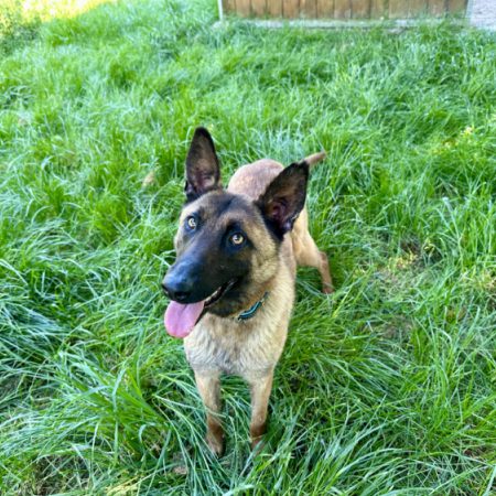 Venus - Chien Berger Belge Malinois à adopter