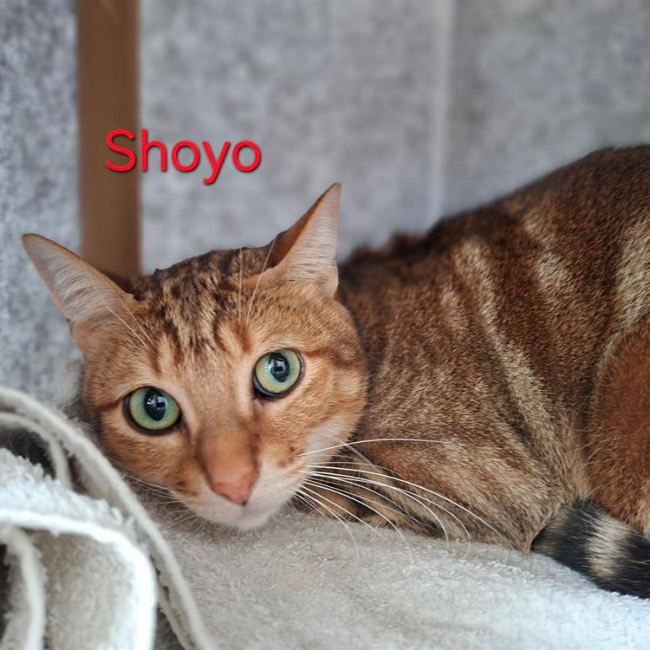 Shoyo