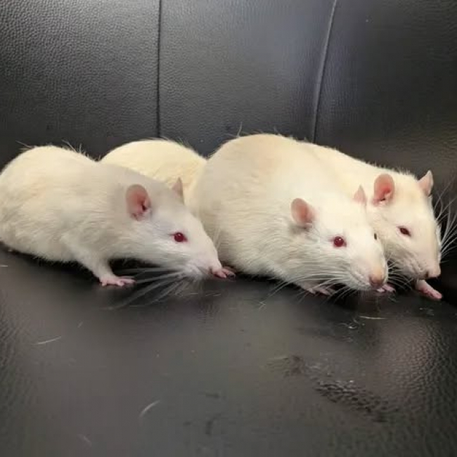 Photo de Kali