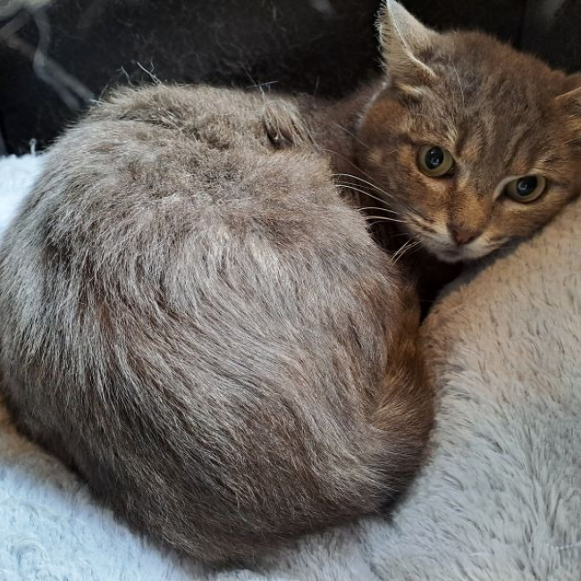 Photo de Gribouille