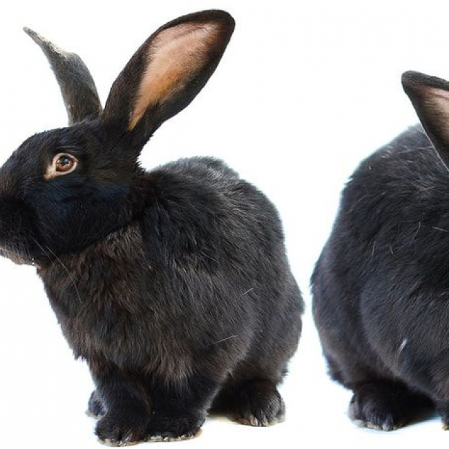 Photo de Panpan