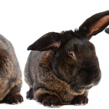 Perlin - Rongeur Lapin à adopter