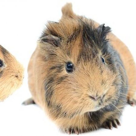 Truffe - Rongeur Cobaye à adopter