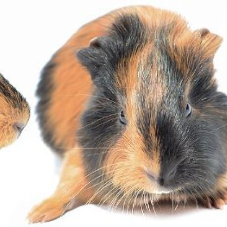 Guava - Rongeur Cobaye à adopter