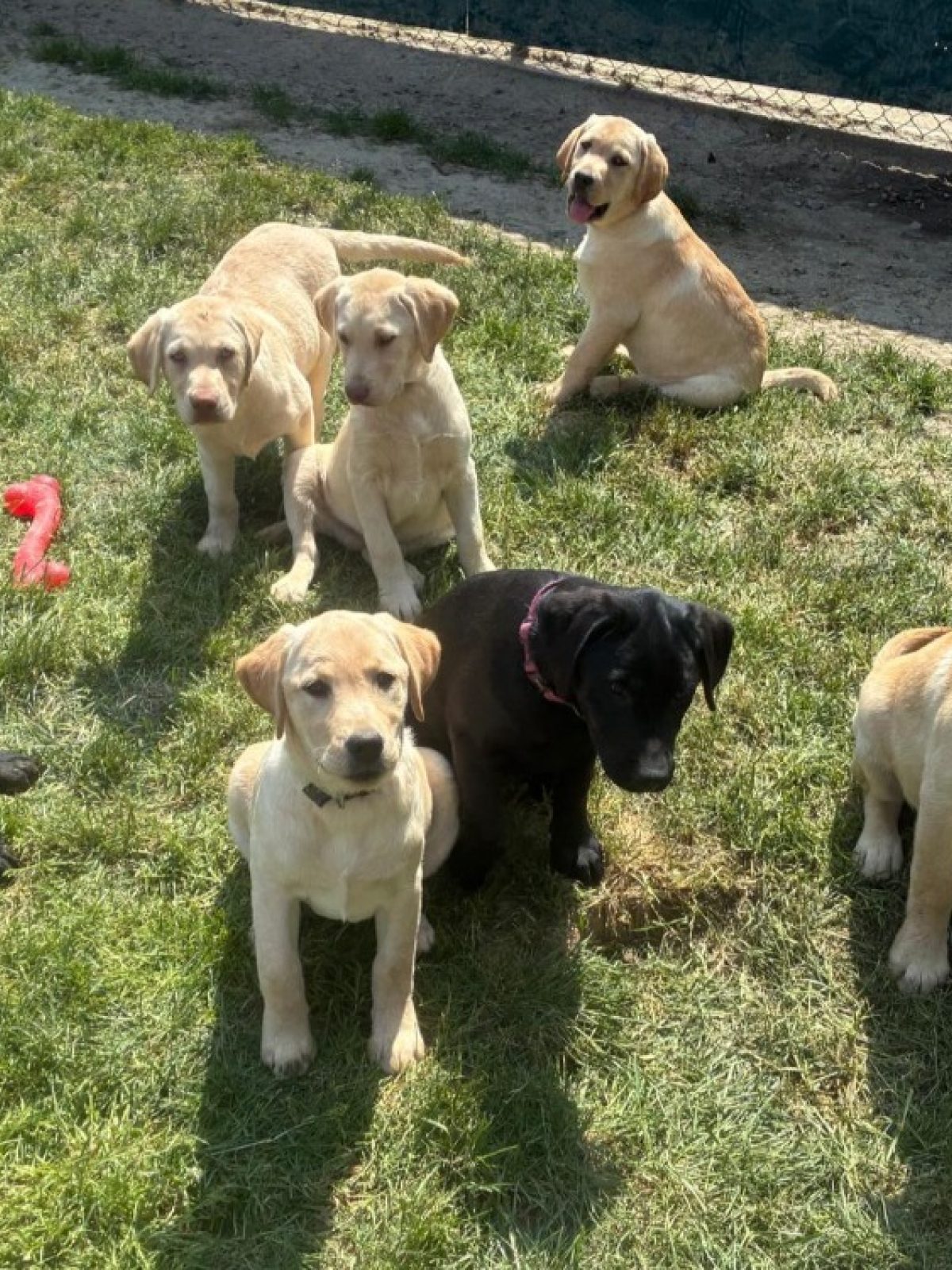 Chiots lab - Chien à adopter à Rennes (35) - Animaux.fr