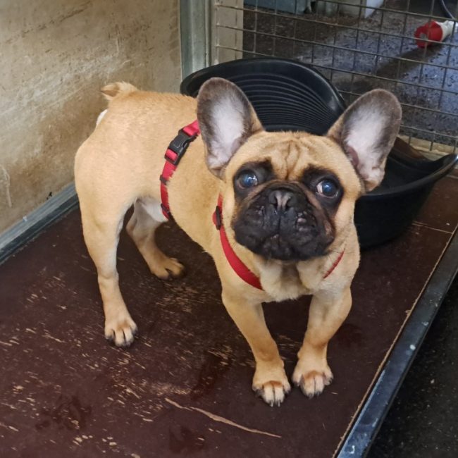Chiens De Petite Taille Adopter Animaux fr chiens-de-petite-taille-adopter-animaux-fr