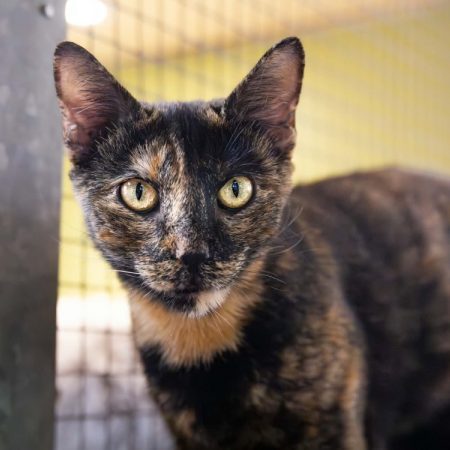 Babouchka - Chat Européen à adopter