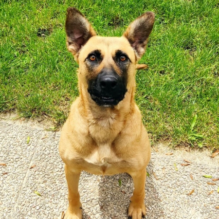 Photo de Trixie