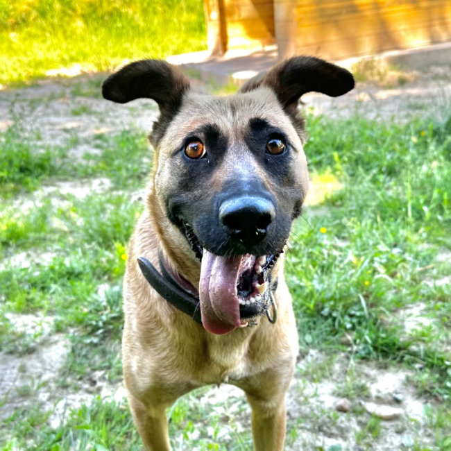 Photo de Trixie
