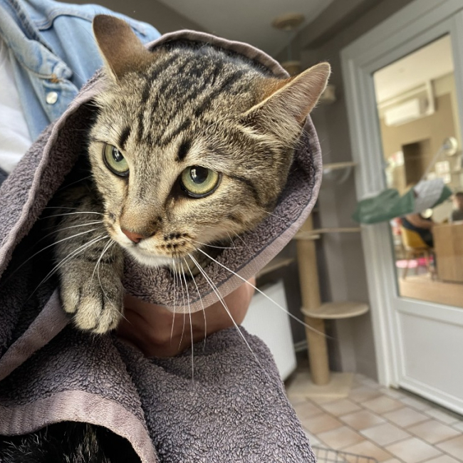 Photo de Kitty
