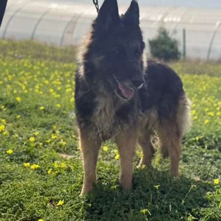 LOLA - Chien Berger Allemand à adopter