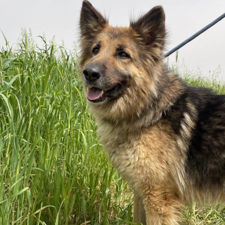 ROXANE - Chien Berger Allemand à adopter