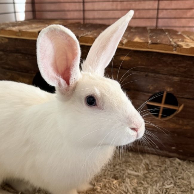 Bunny