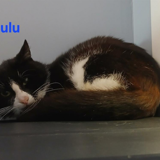 Lulu