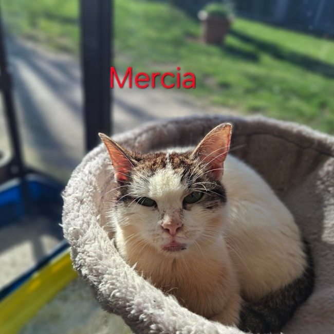 Photo de Mercia