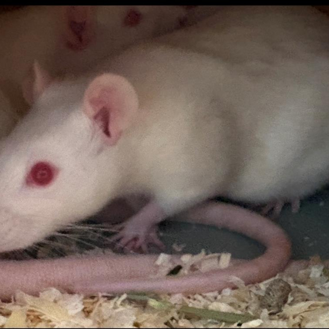 Ratine