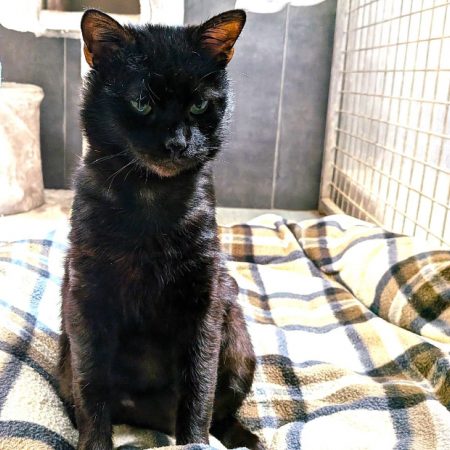Kodama - Chat Européen à adopter