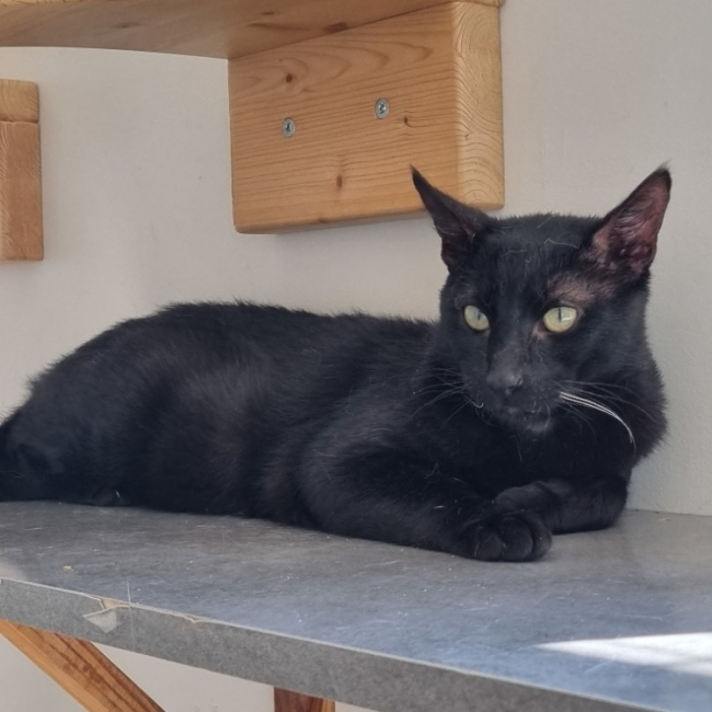 Photo de Anubis