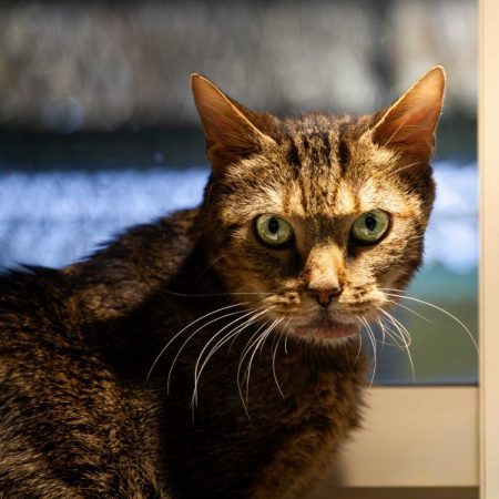 Teo - Chat à adopter