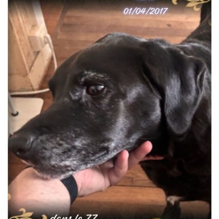 Naïade - Chien Labrador-Retriever à adopter