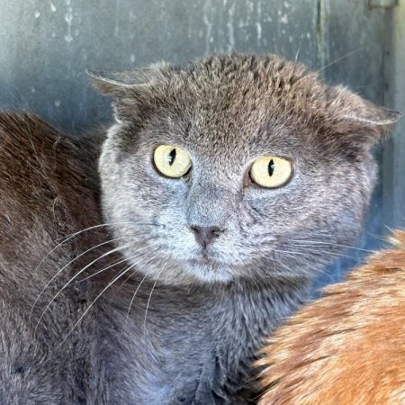Baki - Chat Européen à adopter