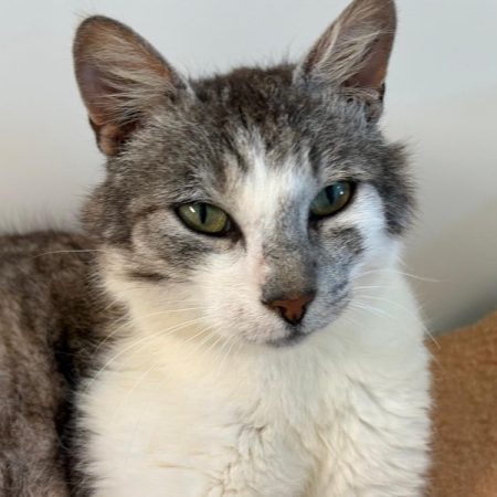 Ragnar - Chat Européen à adopter