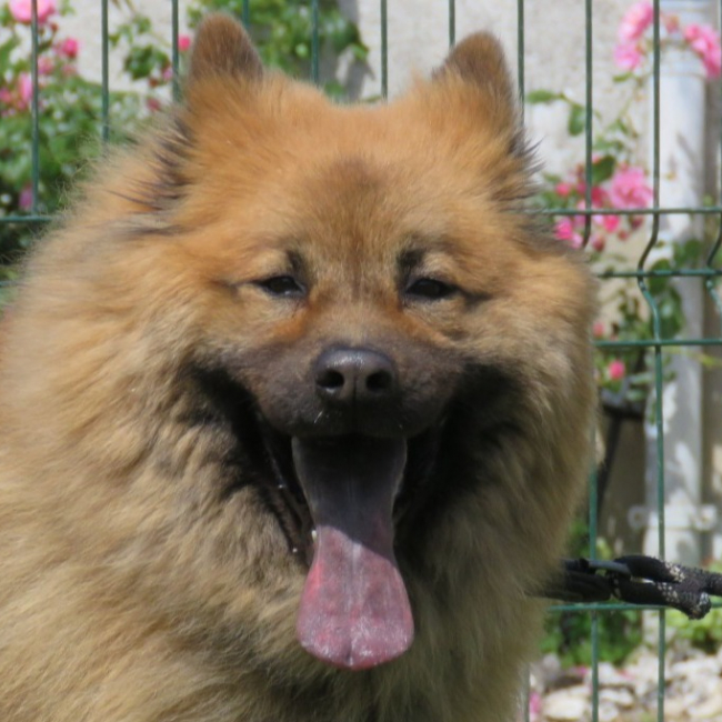 Taiki