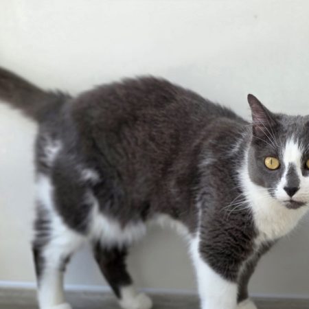 Mimi - Chat Européen à adopter