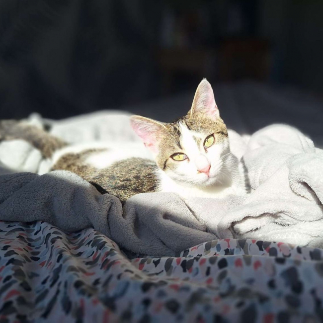 HEIDI