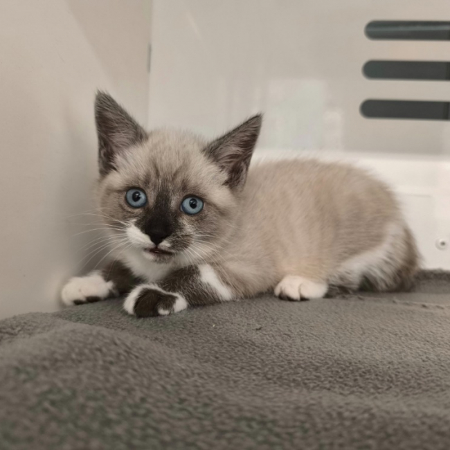 Photo de Pimkie