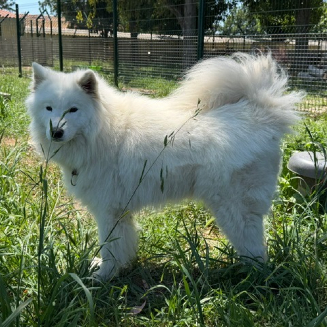 Aska