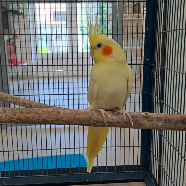 Photo de Pikachu