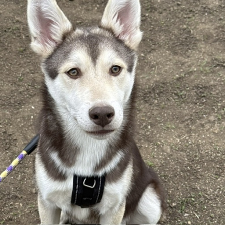 Photo de Aiko