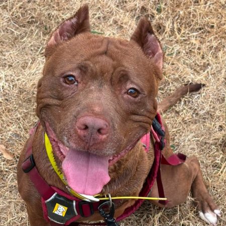 Zira - Chien Bouledogue Américain à adopter