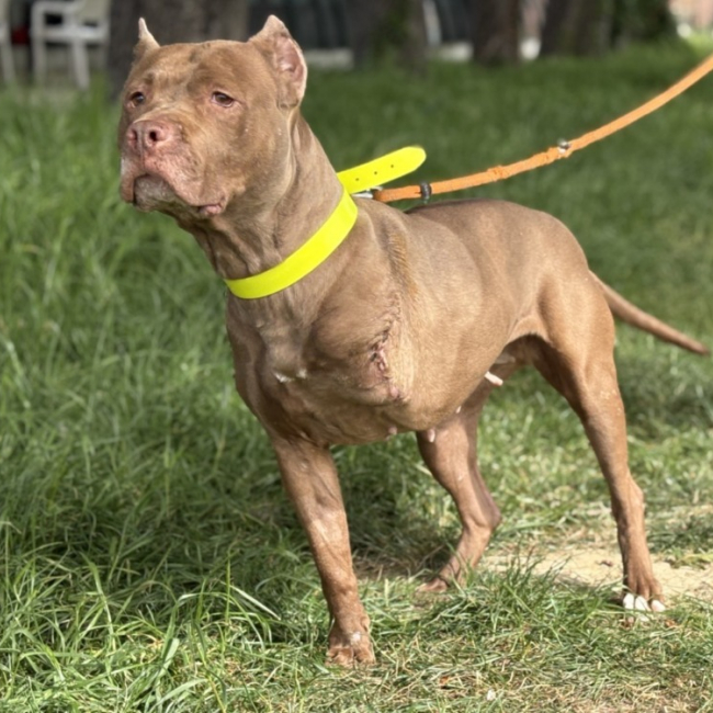 Zira