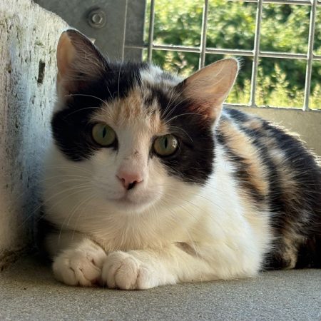 Rama - Chat Européen à adopter