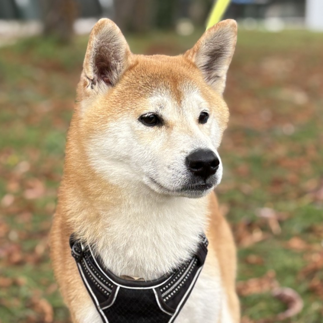 Pixel