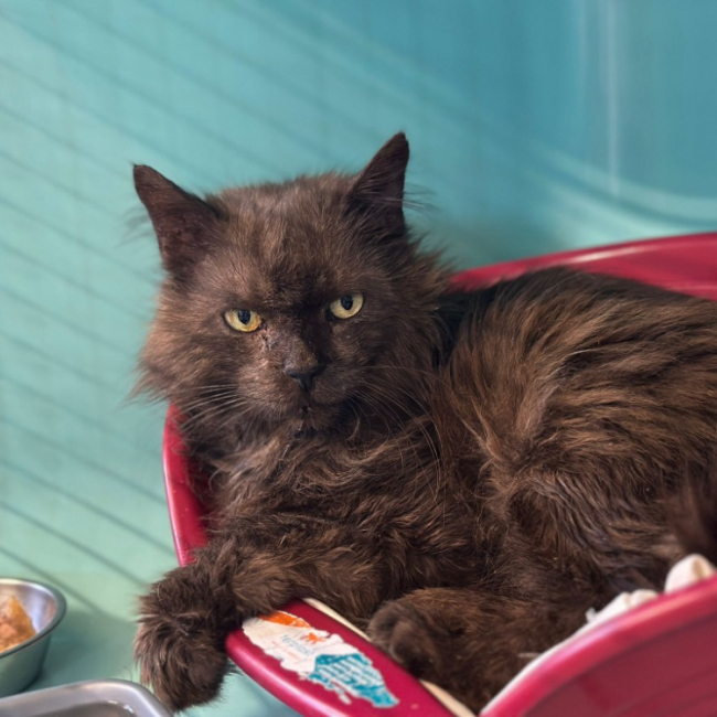 Photo de Salem