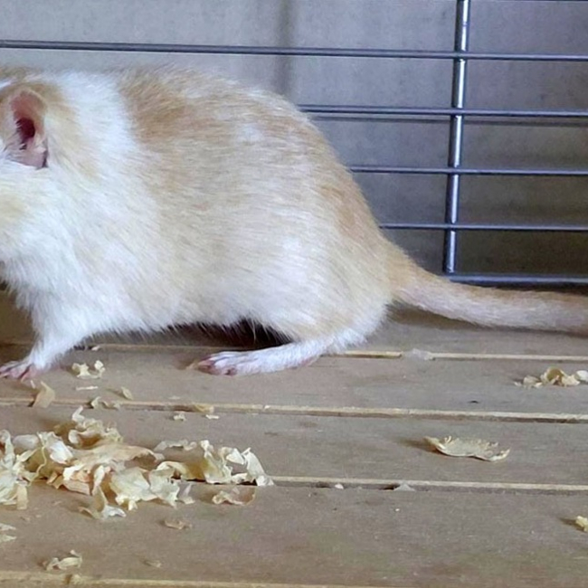 Photo de Caramel