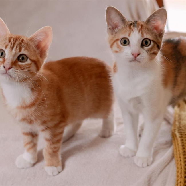 Photo de Canelle duo avec praline