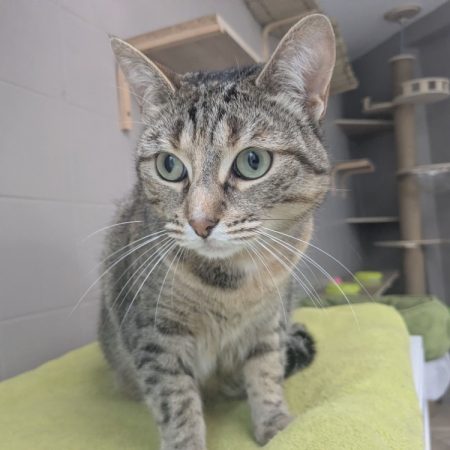 Wendy - Chat Européen à adopter