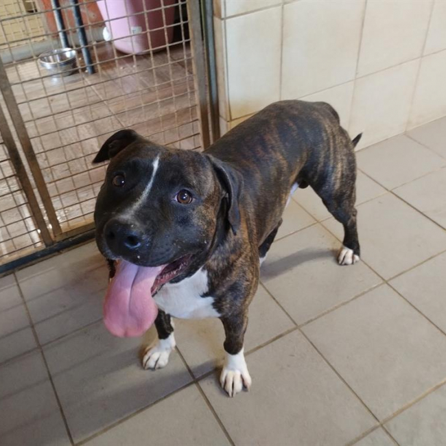 Rocco