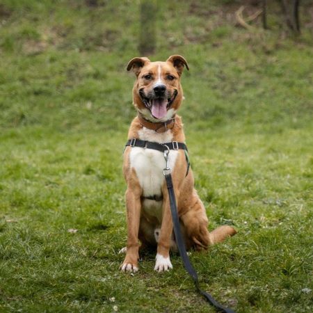 Minus - Chien à adopter