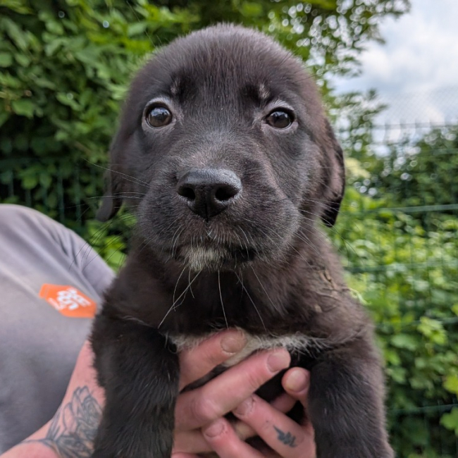 Azka