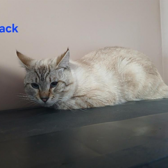Jack