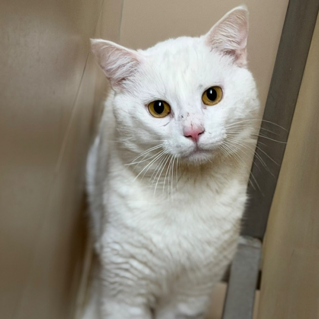 Coton