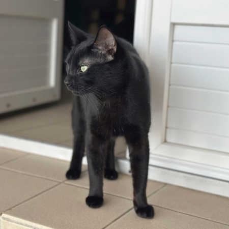 Photo de Banjo