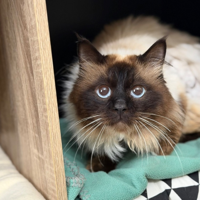 Photo de Simba