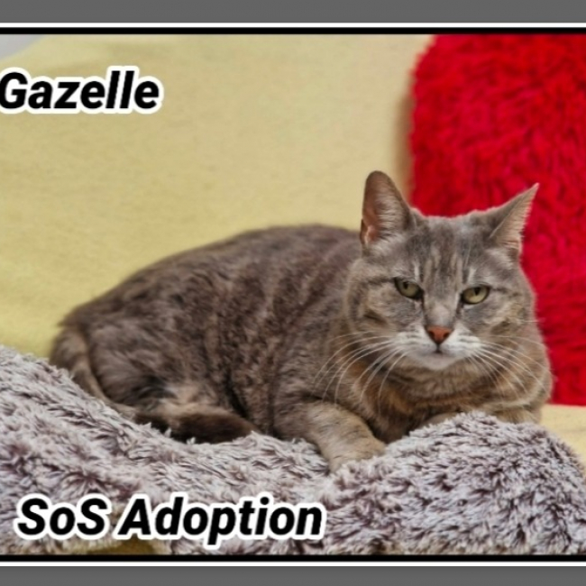 Photo de Gazelle