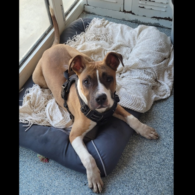 Photo de Pruno